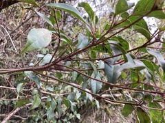 Viburnum propinquum