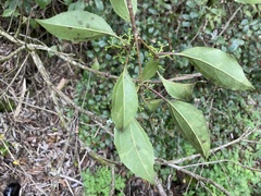 Viburnum propinquum