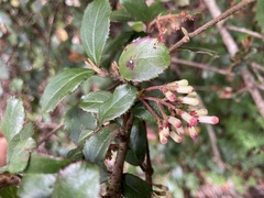 Viburnum taitoense