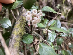 Viburnum taitoense