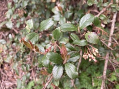 Viburnum taitoense