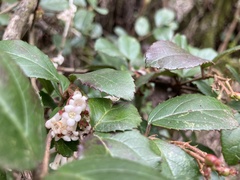 Viburnum taitoense