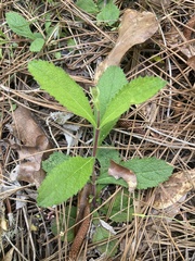 Verbena carnea