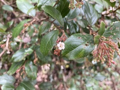 Viburnum taitoense