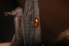 Cimex pilosellus