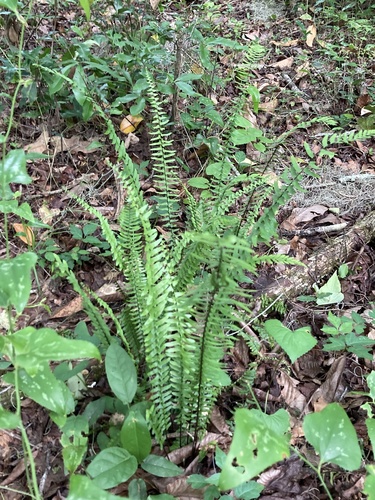 Asplenium platyneuron image