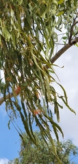 Lorantheae