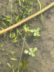 Callitriche marginata