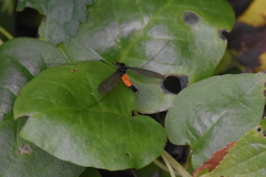 Tipula holoserica