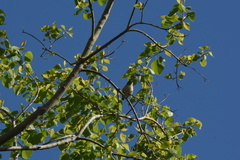 Dicaeum ignipectus formosum