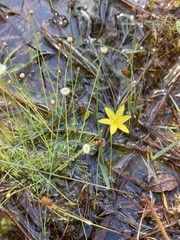 Hypoxis juncea