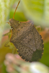 Euschistus conspersus