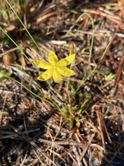 Hypoxis juncea