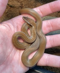 Boaedon fuliginosus