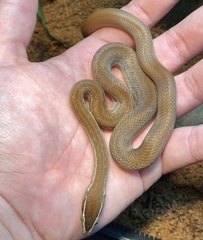 Boaedon fuliginosus