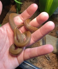 Boaedon fuliginosus