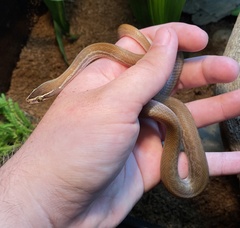 Boaedon fuliginosus