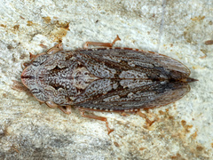Stenocotis depressa