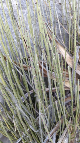 Euphorbia antisyphilitica