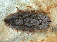 Stenocotis depressa
