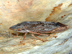Stenocotis depressa