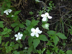Anemonastrum deltoideum