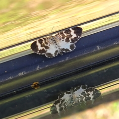 Trichodezia californiata