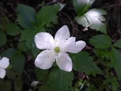 Anemonastrum deltoideum
