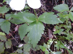 Anemonastrum deltoideum