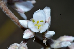 Hechtia glomerata