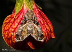 Calyptis semicuprea