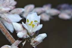 Hechtia glomerata