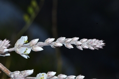 Hechtia glomerata