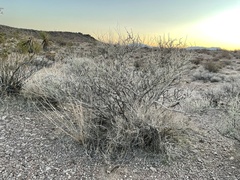 Psorothamnus fremontii