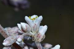Hechtia glomerata
