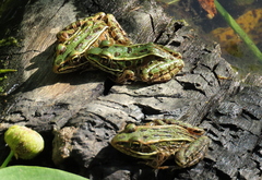 Lithobates pipiens