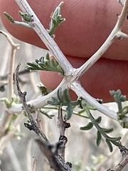 Psorothamnus fremontii