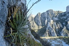 Hechtia glomerata