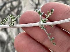 Psorothamnus fremontii