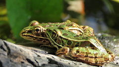 Lithobates pipiens