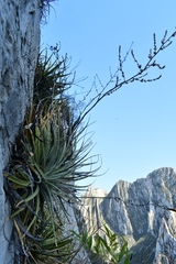 Hechtia glomerata