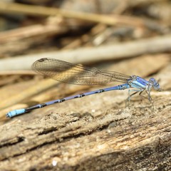 Argia munda