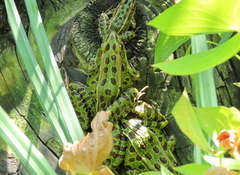Lithobates pipiens
