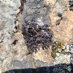 Cornicularia normoerica