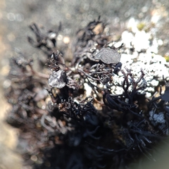 Cornicularia normoerica
