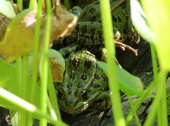 Lithobates pipiens