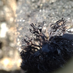 Cornicularia normoerica