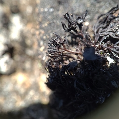 Cornicularia normoerica