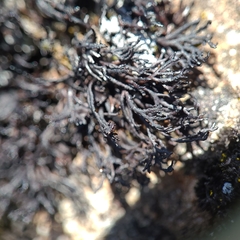Cornicularia normoerica