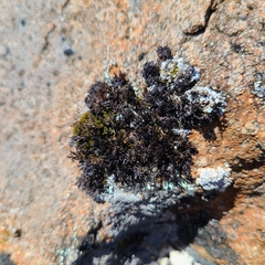 Cornicularia normoerica
